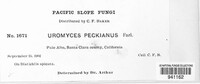Uromyces peckianus image